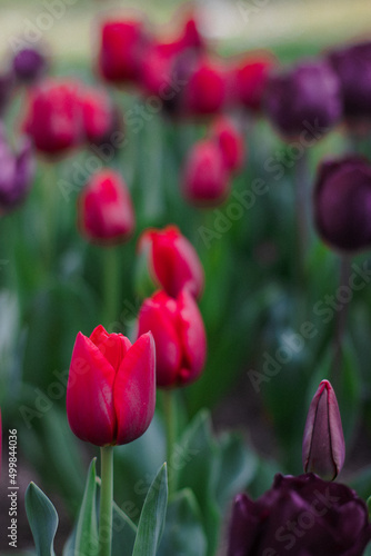 red and pink tulips in the garden
