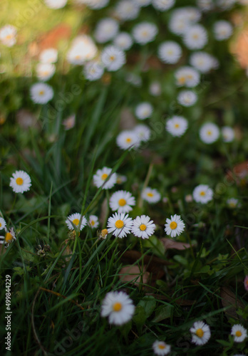 daisies in the grass of the spring garden © Kateryna Chernysheva