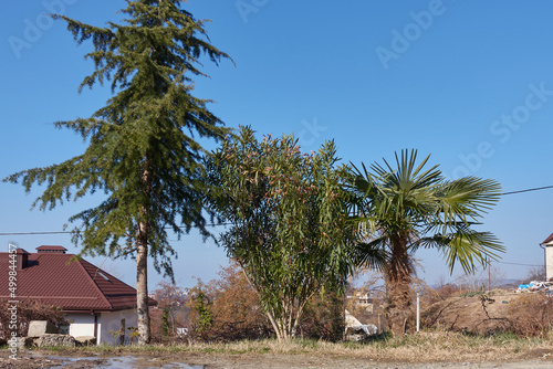 Spruce, oleander and palm grow in the mountain village. The house is covered with red tiles, there is a puddle on the country road. Electric cable runs behind the trees.