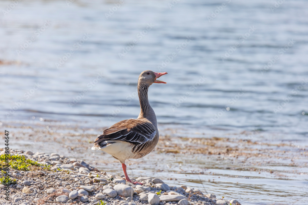 A greylag goose stands on one leg on the gravel shore of a lake A greylag goose stands on one leg on the gravel shore of a lake
