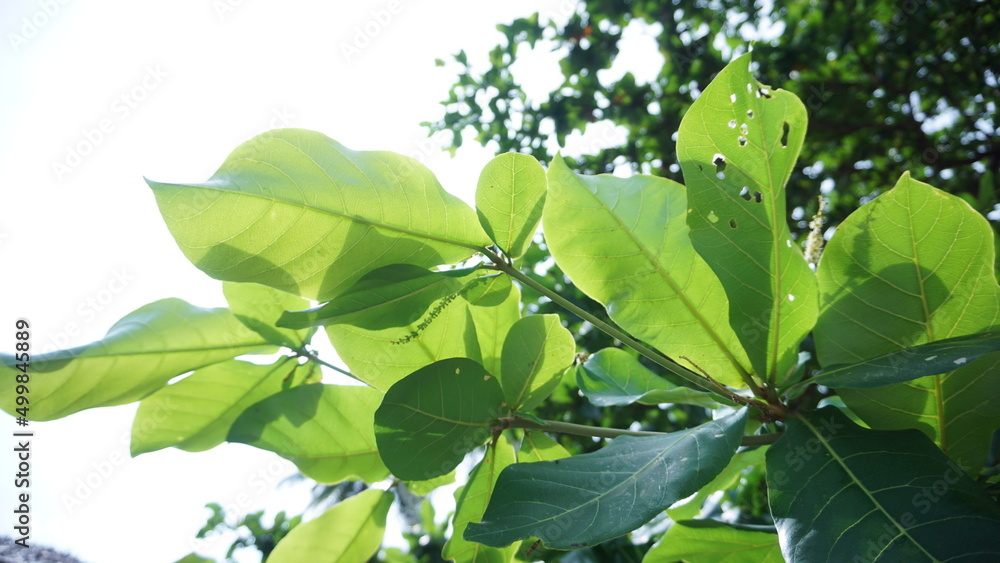 Obraz premium Leaf on Summer, Thailand