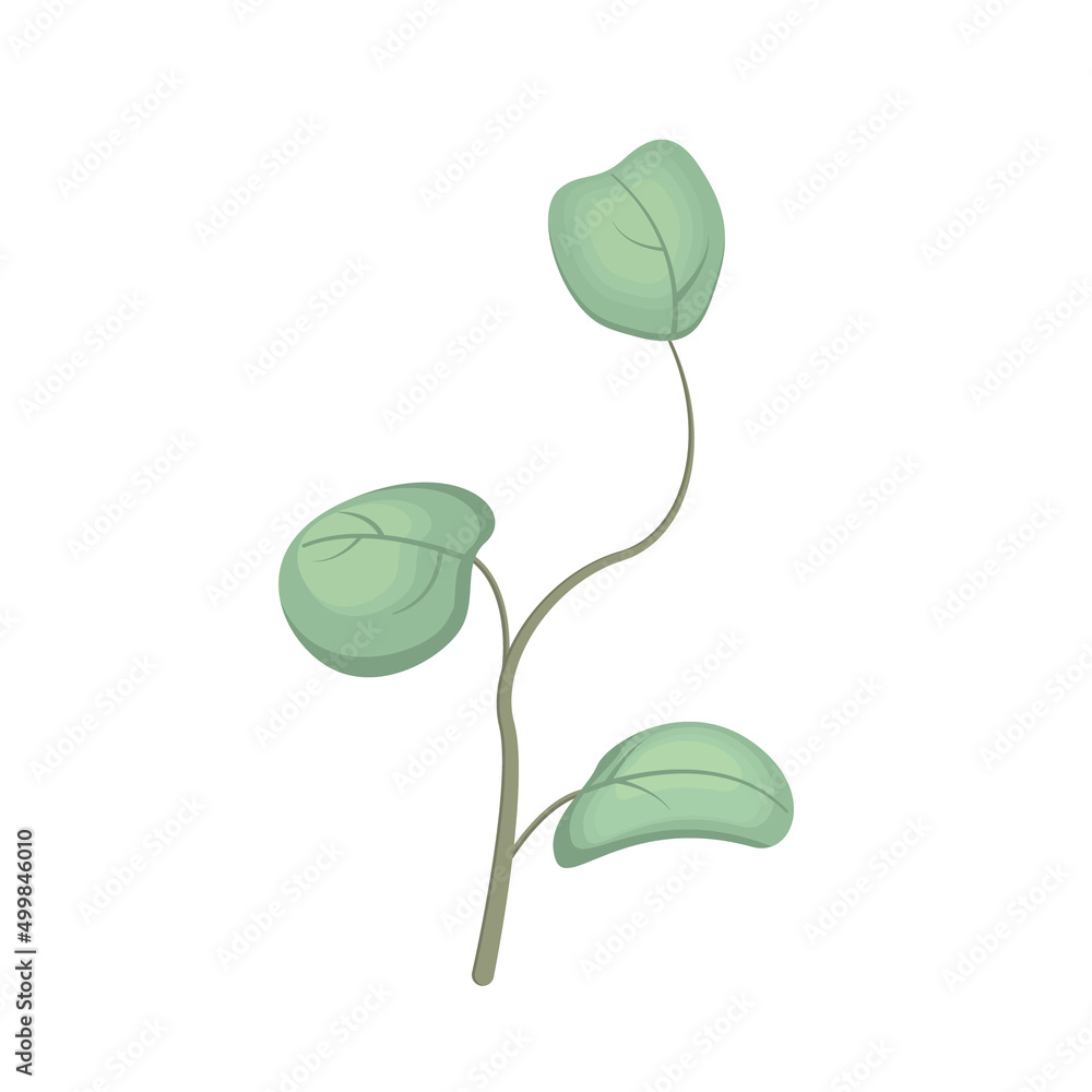 A vector branch of a eucalyptus tree with cartoon-style leaves on a white background is isolated