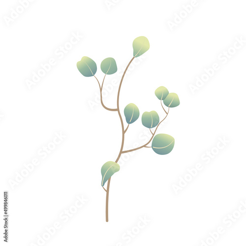 Vector eucalyptus branch in cartoon style on white background isolated