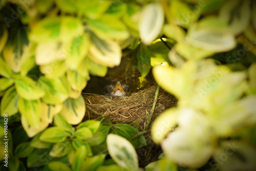 Eine brütende Amsel. Die Amsel sitzt in einem Vogelnest in einem dichten Gebüsch.