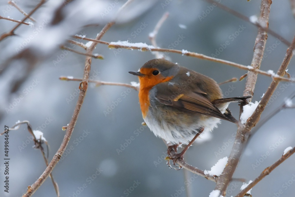 Fototapeta premium Ein schöner aufgeplustertes Rotkehlchen im Winter auf einem dünnen Ast sitzend. 