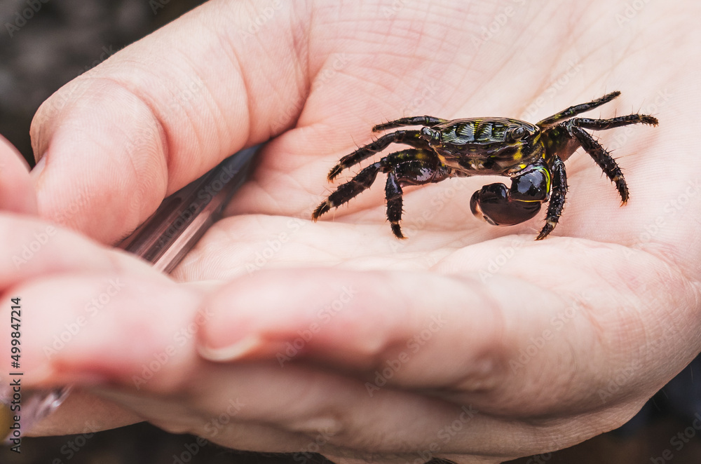 Obraz premium Pequeno caranguejo