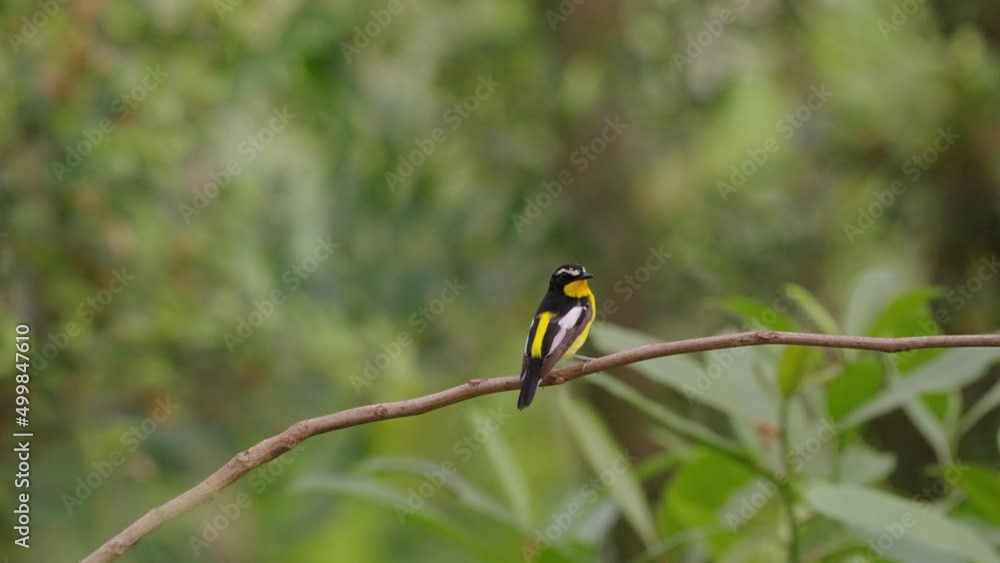 Yellow Rumped Flycatcher Perched on a Branch Yellow Rumped Flycatcher Perched on a Branch
