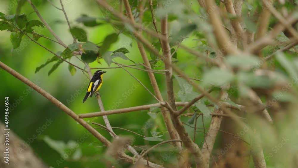 Yellow Rumped Flycatcher on a Perch with Green Trees Background Yellow Rumped Flycatcher on a Perch with Green Trees Background