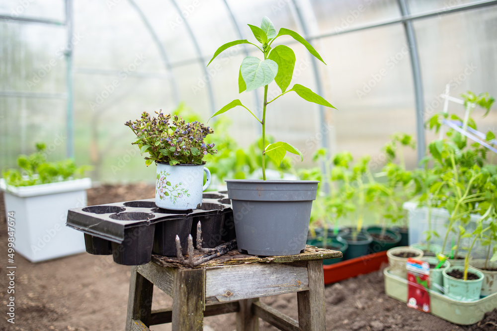 Young fresh seedling of peppers in plastic boxes. Preparing for the start of planting season. Greenhouse with seedlings in fertilized soil. Young fresh seedling of peppers in plastic boxes. Preparing for the start of planting season. Greenhouse with seedlings in fertilized soil.