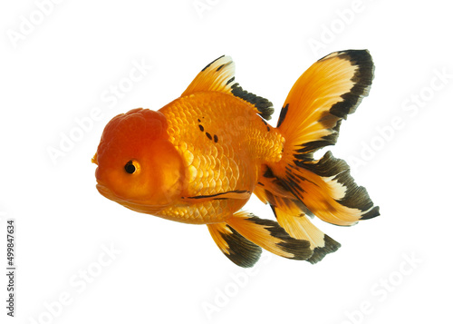 Goldfish Oranda three color
