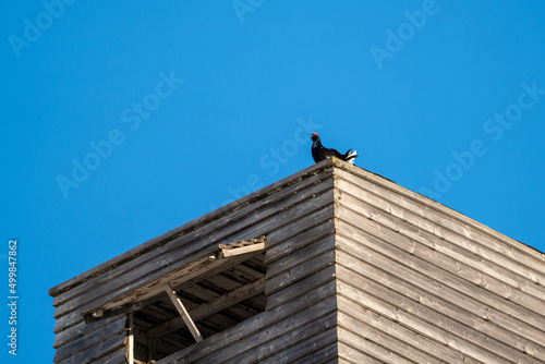 the courtship dance of a black grouse, lyrurus tetrix, at the morning on the mountains in spring