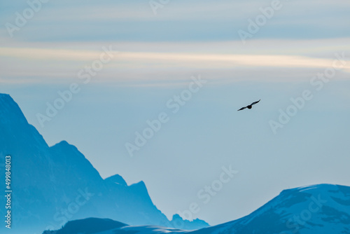 a black grouse female, tetrao tetrix, is flying in the air with the alps in the background © Chamois huntress