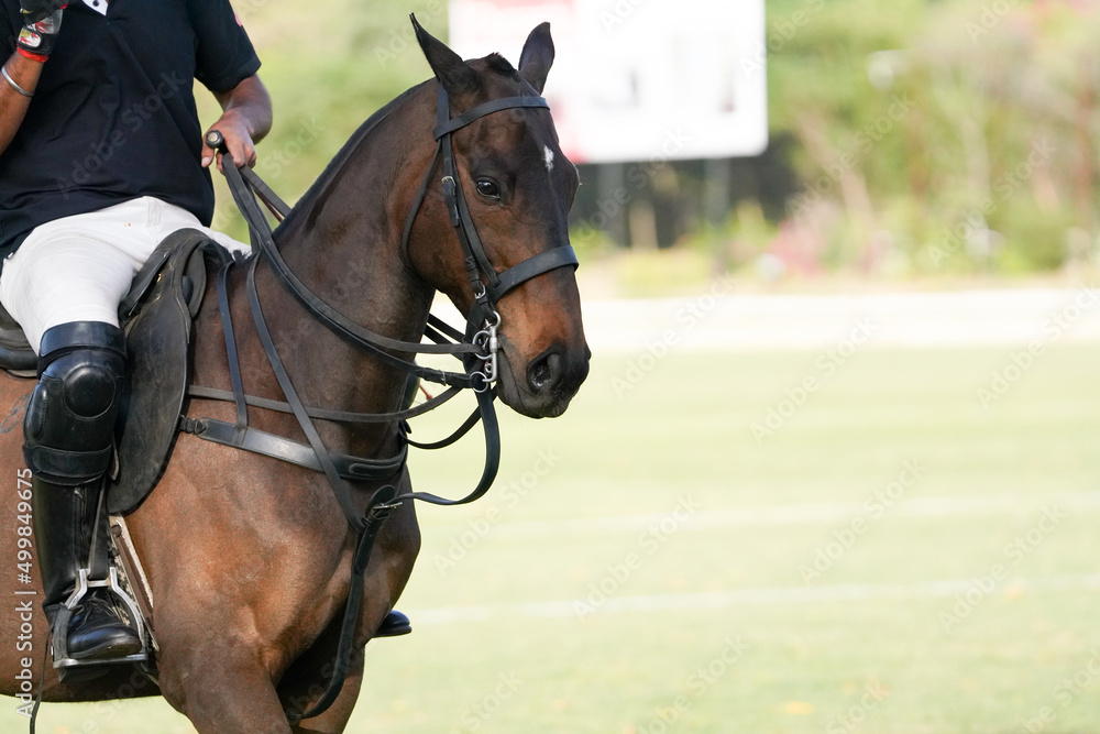polo horse on the field polo horse on the field