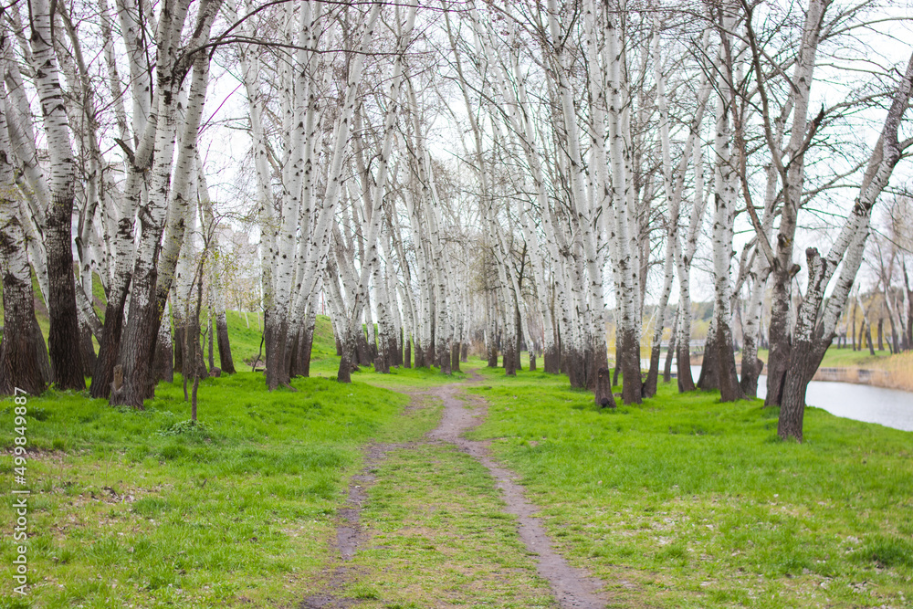 Birch forest. Spring in the forest. Black and white trees and green grass.