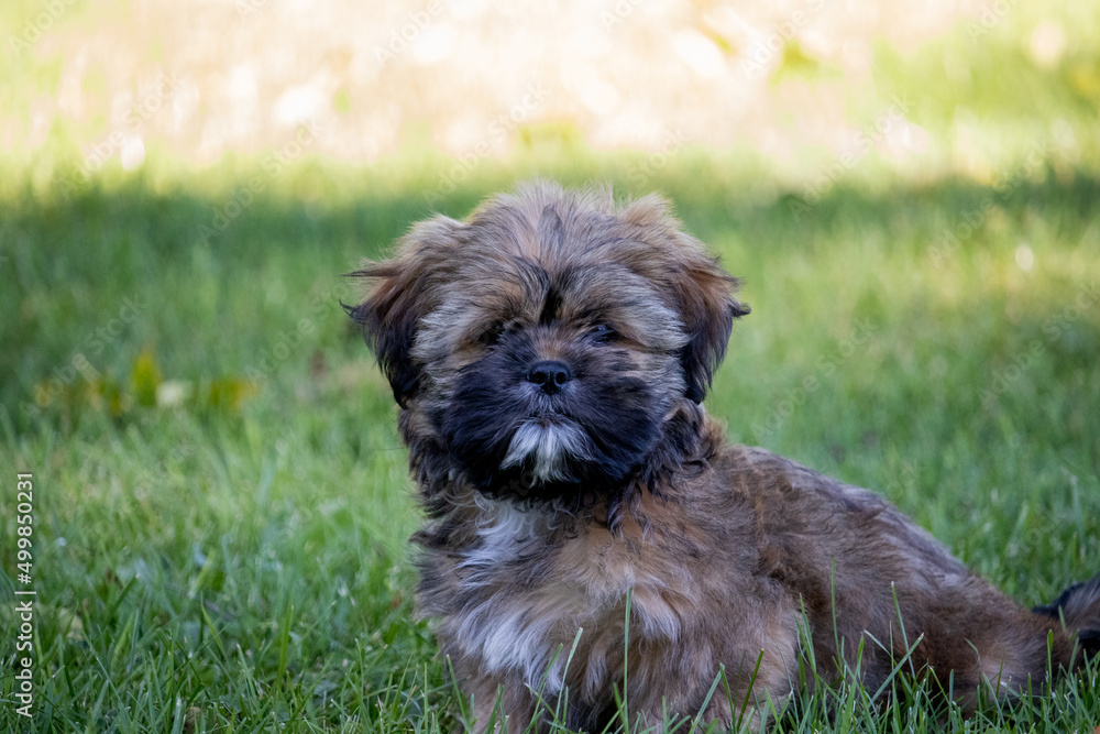 brown puppy sitting in the grass brown puppy sitting in the grass