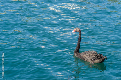 A pair of black swans on the sea surface.