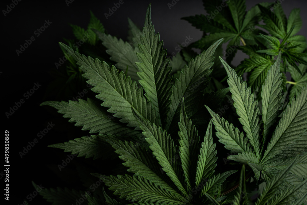 marijuana leaves cannabis plants background