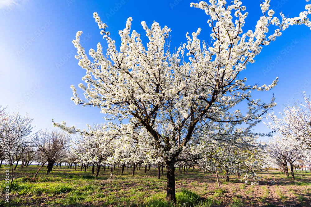 Tree with White Spring Blossoms of Cherry in the Garden. Tree with White Spring Blossoms of Cherry in the Garden.