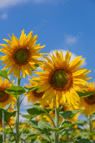 Sonnenblumen  Helianthus annuus 