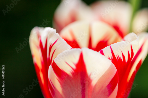 Fototapeta Tulips