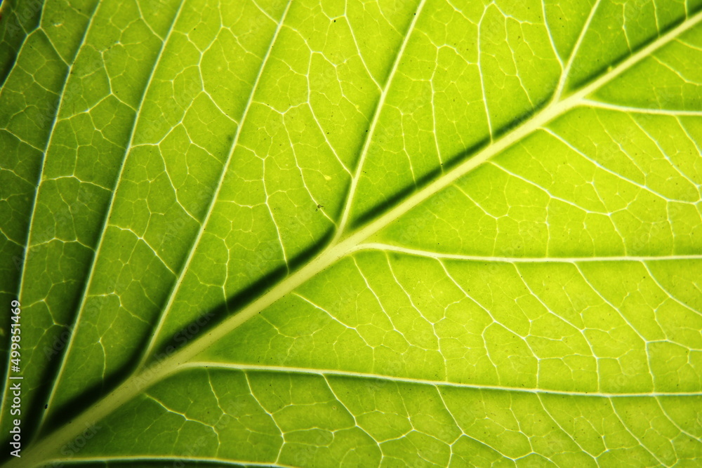 Hoja verde de la planta Hortensia con largos pecíolos, son ovaladas y de color verde oscuro, iluminada por debajo presenta un color claro con nervaduras marcadas y textura en la superficie Hoja verde de la planta Hortensia con largos pecíolos, son ovaladas y de color verde oscuro, iluminada por debajo presenta un color claro con nervaduras marcadas y textura en la superficie