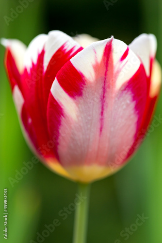 Fototapeta Tulip