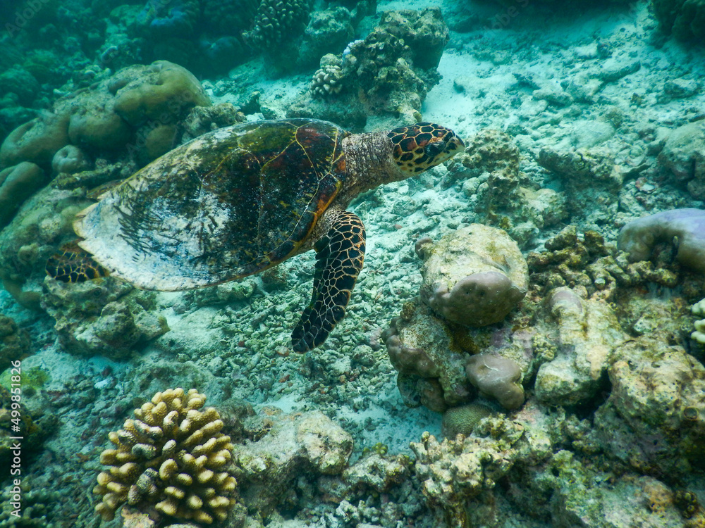 Fototapeta premium sea turtle swimming under the tropical sea