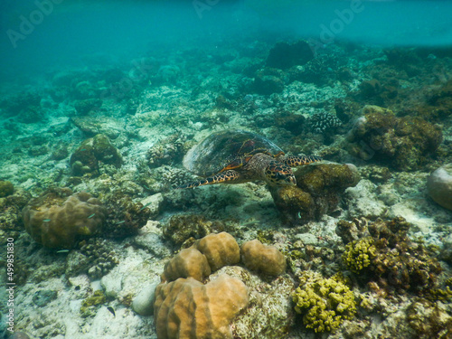 sea turtle swimming under the tropical sea