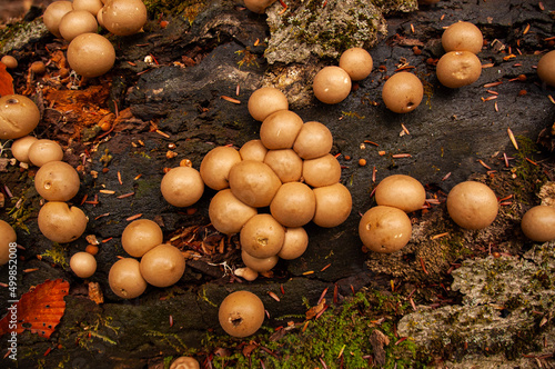 Puffball mushrooms growing on a log