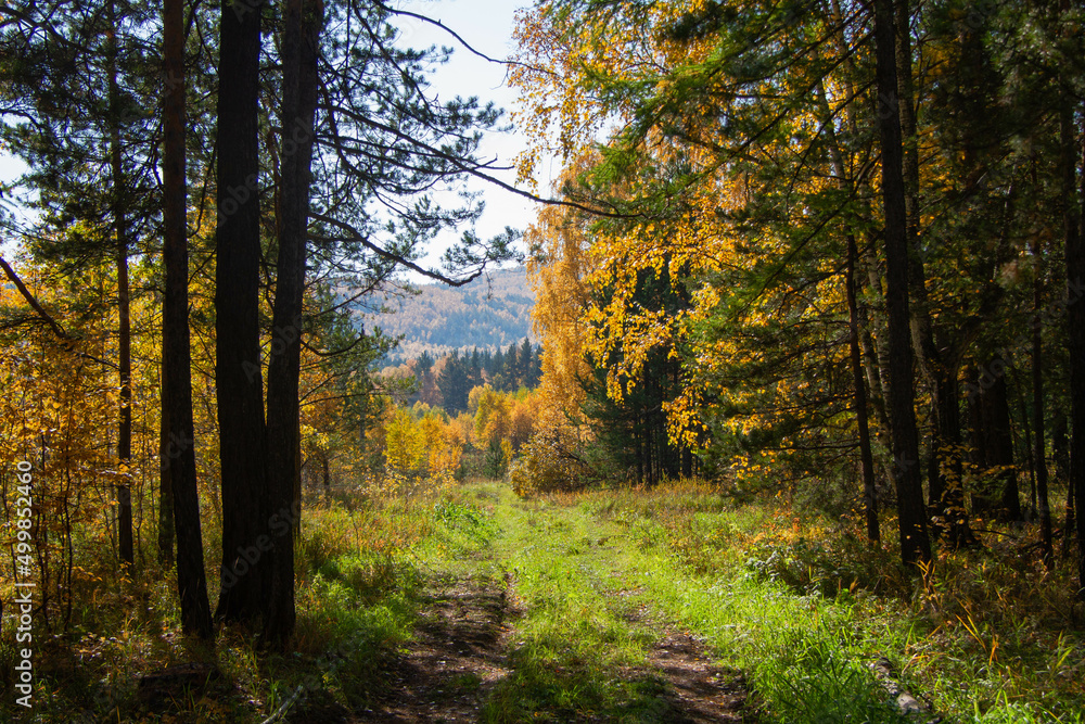 Obraz premium Forest edge on a sunny day