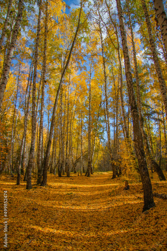 Autumn forest. Carpet of yellow leaves on the ground