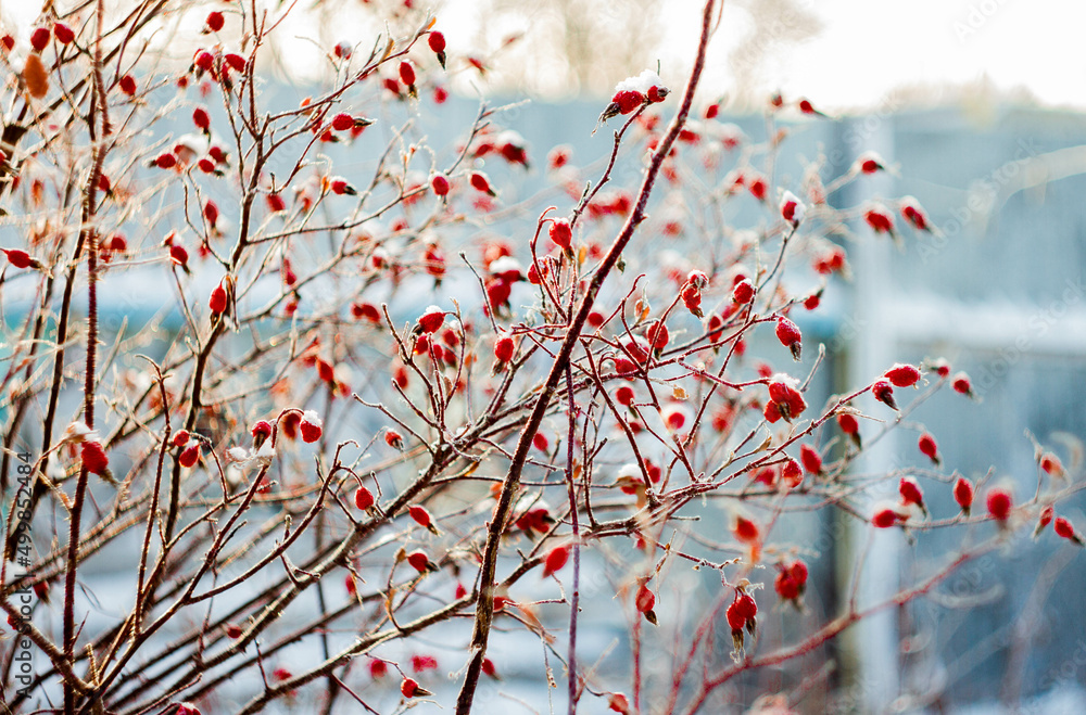 rose hips in hoar frost on a frosty winter day rose hips in hoar frost on a frosty winter day