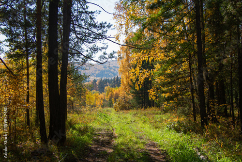 Forest edge on a sunny day