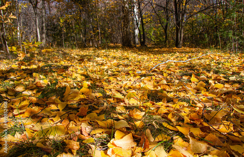 Autumn landscape. Carpet of yellow leaves on the ground