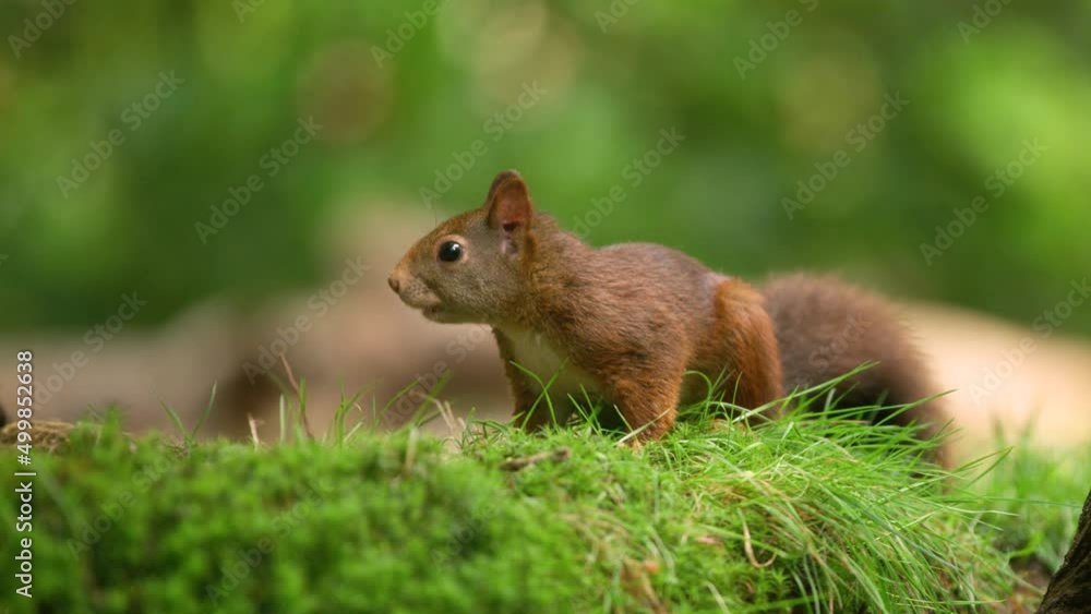 Cute red squirrel on grassy patch in woods foraging and chewing; bokeh shot Cute red squirrel on grassy patch in woods foraging and chewing; bokeh shot