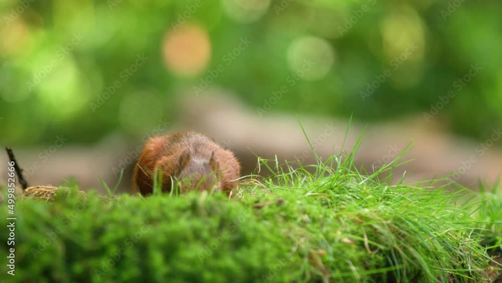 Foraging red squirrel spooked by another animal; shallow depth low angle Foraging red squirrel spooked by another animal; shallow depth low angle