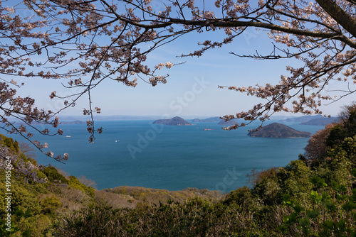 Cherry blossoms at Mount Shiude, Kagawa, Japan