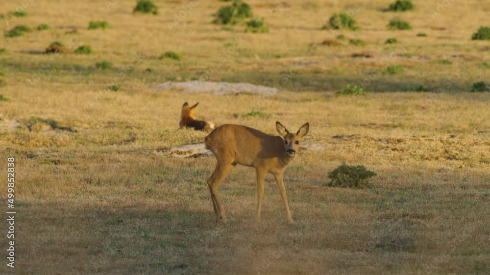 Young roe deer graze and scratch neck with lazy fox in background sunset glow Young roe deer graze and scratch neck with lazy fox in background sunset glow