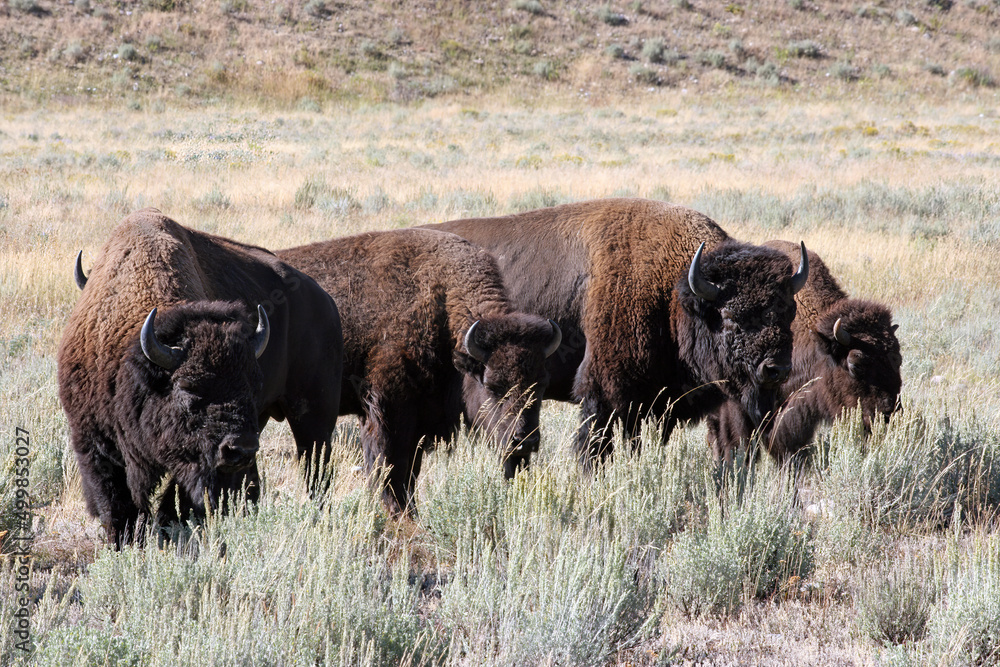Group of Bison grazing, Grand Teton National Park Wyoming USA
