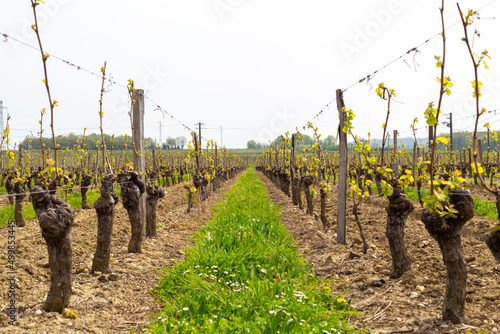 Vignoble proche de Saumur