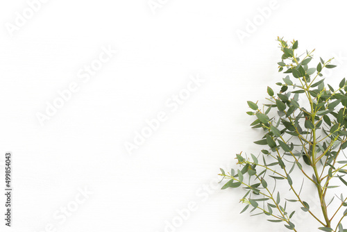 Top view image of eucalyptus over wooden white background. Flat lay