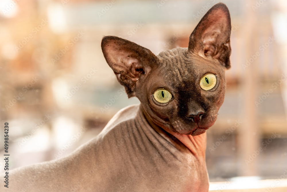 Close-up of Sphynx cat looking at the camera
