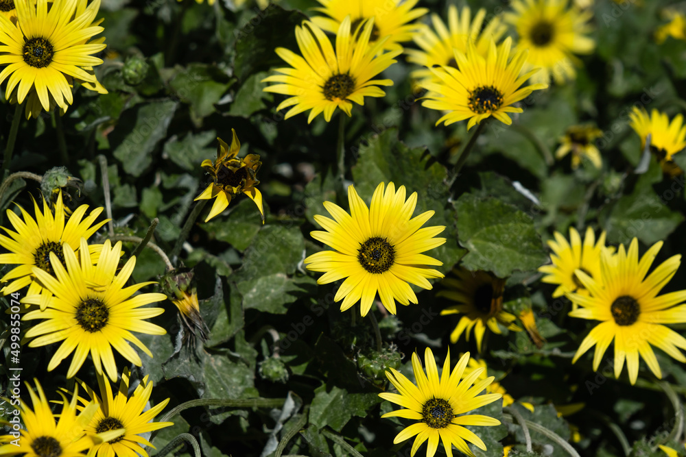 Cape dandelion yellow flowers Cape dandelion yellow flowers