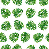 Watercolor tropical seamless pattern with exotic monstera on white background.