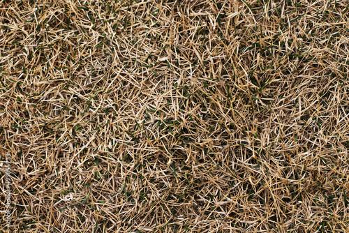 Fotografía spring. new green grass grows through dry straw.