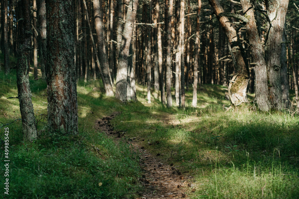Obraz premium Path covered with cones and needles leading deep into green pine forest.