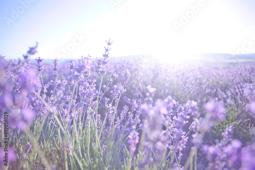 Beautiful image of lavender fields. Summer sunset landscape