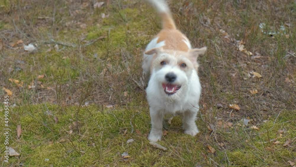 Dog breed Jack Russell Terrier barking at the camera in the spring forest. Dog breed Jack Russell Terrier barking at the camera in the spring forest.