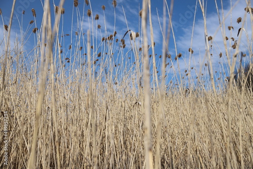 reeds in the water