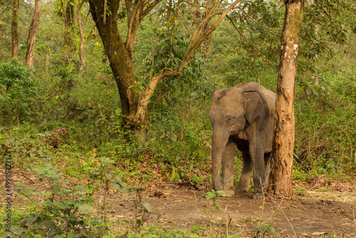 A trained elephant of forest department taking rest at his shade at South Dhupjhora Elephant camp.